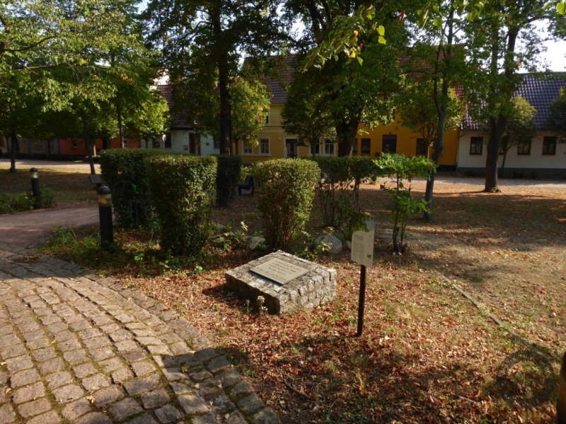 Friedenseiche auf dem Marktplatz in Radegast (Stadt Südliches Anhalt) im Landkreis Anhalt-Bitterfeld