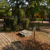 Friedenseiche auf dem Marktplatz in Radegast (Stadt Südliches Anhalt) im Landkreis Anhalt-Bitterfeld